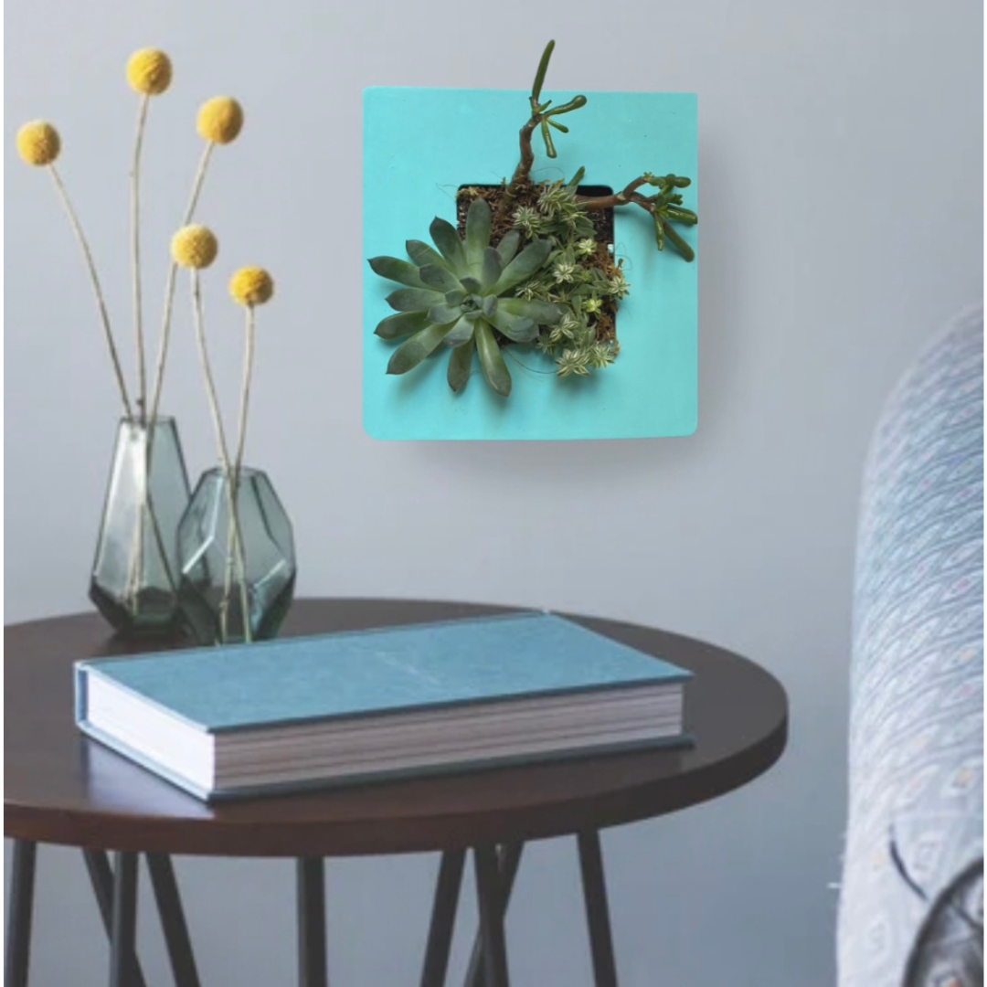 Living Succulent Frame – Blue Zen Garden | Original Plant Gift