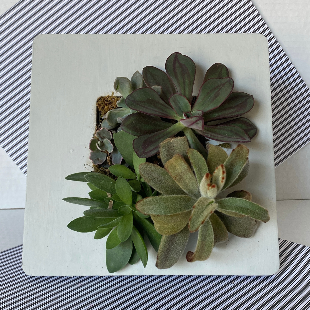 Vertical Small Gray, Modernsucculent wall art, Indoor greenwall