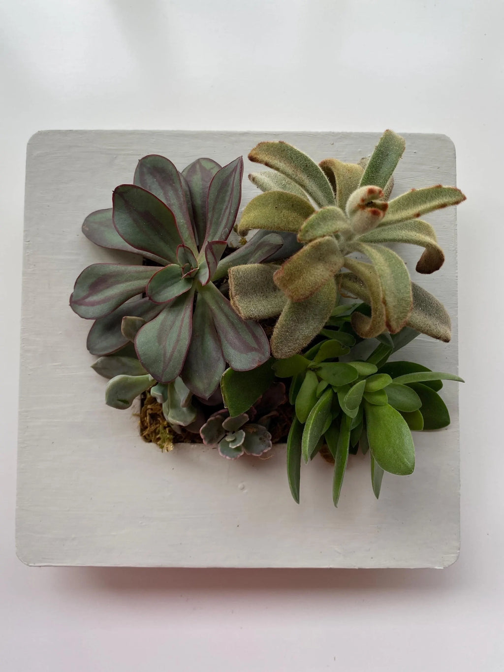 Vertical Small Gray, Modernsucculent wall art, Indoor greenwall