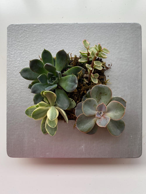 Living Painting of Succulents - Minimalist Decoration in Silver Frame, minimalist succulent decor/ Original gift for plant lovers